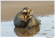 Grey Seal 9